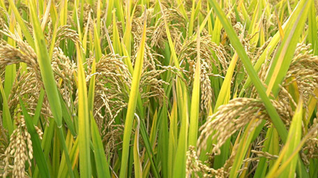 农村稻田里成熟的稻谷