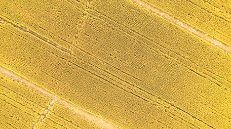 4K实拍金黄的麦田视频素材