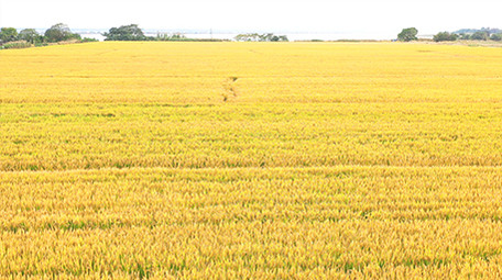4K实拍金黄的麦田视频素材