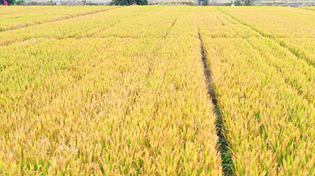 4K实拍金黄的麦田视频素材