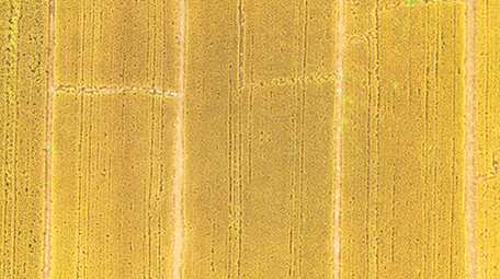 4K实拍金黄的麦田视频素材