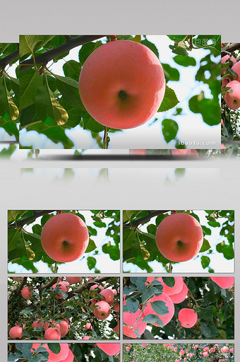 唯美栖霞苹果大苹果熟了红苹果果园水果园图片