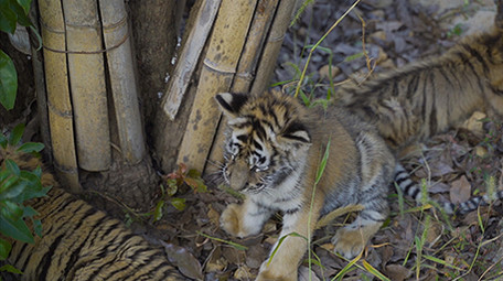 动物实拍老虎实拍视频