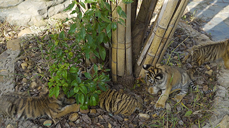 动物实拍老虎实拍视频