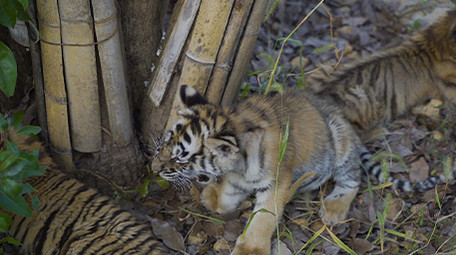 动物实拍老虎实拍视频