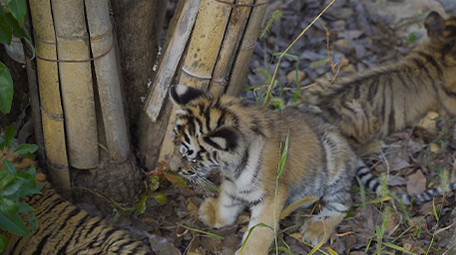 动物实拍老虎实拍视频