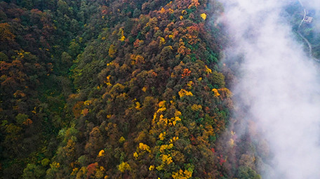 震撼航拍唯美原始森林彩叶秋天美景