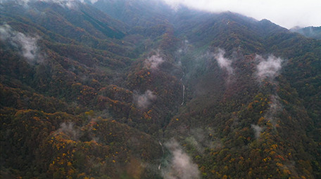 震撼航拍唯美原始森林彩叶秋天美景