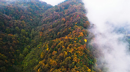 震撼航拍唯美原始森林彩叶秋天美景