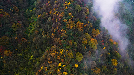 震撼航拍唯美原始森林彩叶秋天美景