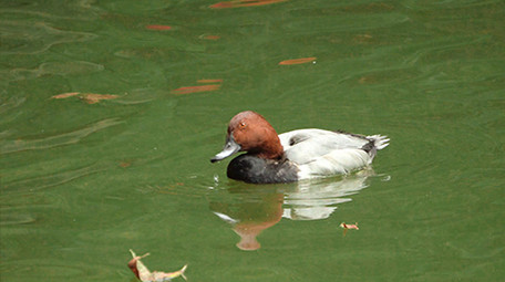 易危动物红头潜鸭实拍视频