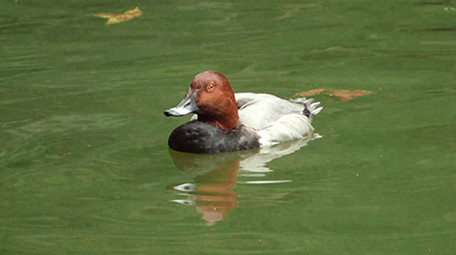 易危动物红头潜鸭实拍视频