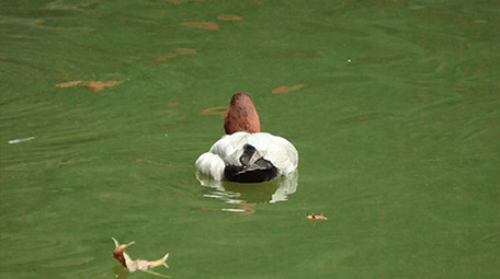 易危动物红头潜鸭实拍视频