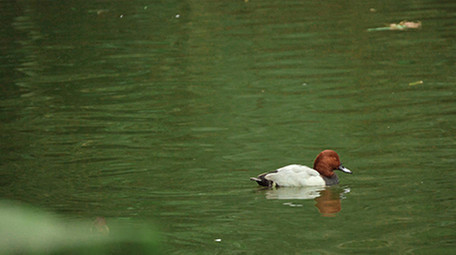 易危动物红头潜鸭实拍视频