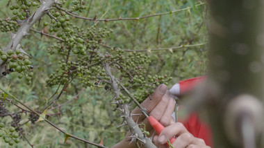 绿色<strong>乡村</strong>花椒树采摘实拍视频