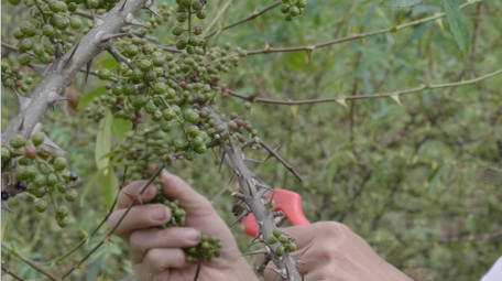 绿色<strong>乡村</strong>花椒树采摘实拍视频