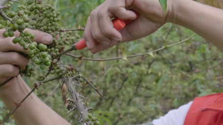 绿色<strong>乡村</strong>花椒树采摘实拍视频