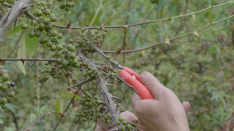 绿色<strong>乡村</strong>花椒树采摘实拍视频