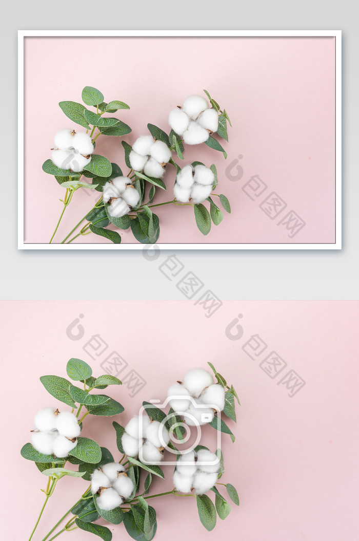 白色棉花枝条摄影图图片图片