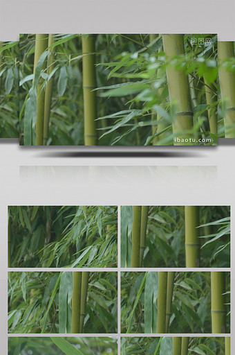 4K高清竹叶竹子空境实拍视频图片