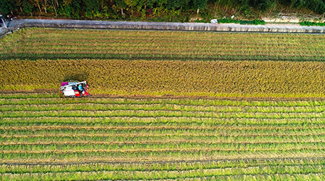 航拍农村稻田水稻机械收割