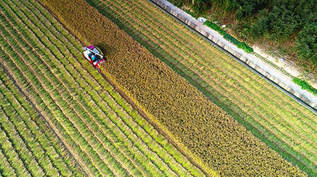 航拍农村稻田水稻机械收割