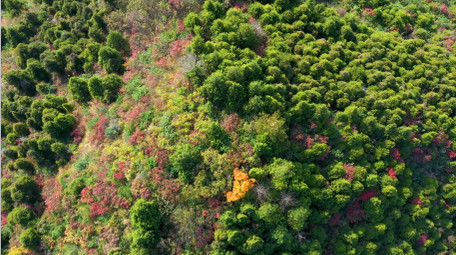 4K航拍秋天大山森林五彩树木