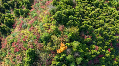 4K航拍秋天大山森林五彩树木
