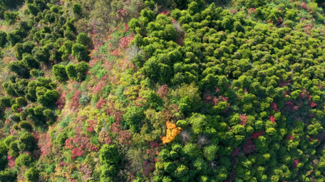 4K航拍秋天大山森林五彩树木