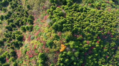 4K航拍秋天大山森林五彩树木