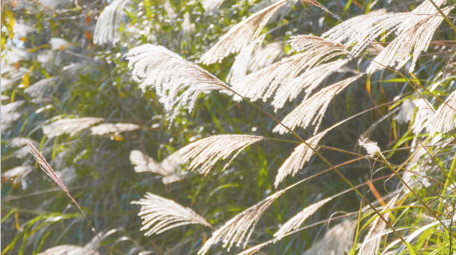 4K唯美实拍逆光森林芦苇狗尾草暖阳空镜