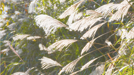 4K唯美实拍逆光森林芦苇狗尾草暖阳空镜