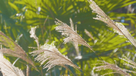 4K唯美实拍逆光森林芦苇狗尾草暖阳空镜