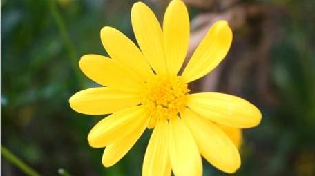 唯美秋天菊花自然环境实拍片头片尾