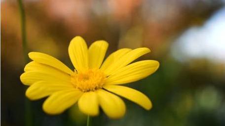 唯美秋天菊花自然环境实拍片头片尾