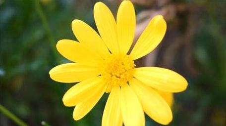 唯美秋天菊花自然环境实拍片头片尾