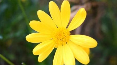 唯美秋天菊花自然环境实拍片头片尾