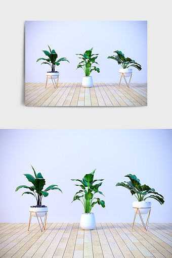 C4D盆栽模型绿植模型宽叶绿植场景效果图图片