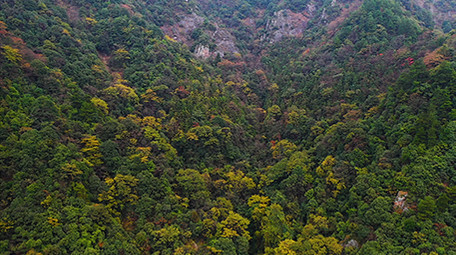 唯美大气震撼航拍大自然原始森林