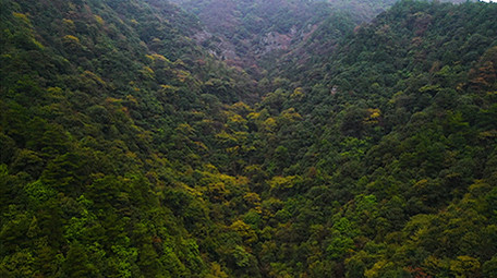 唯美大气震撼航拍大自然原始森林