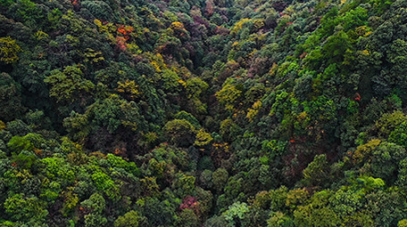 唯美大气震撼航拍大自然原始森林