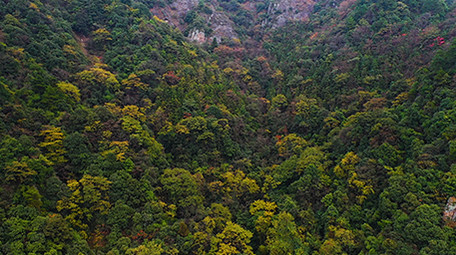 唯美大气震撼航拍大自然原始森林