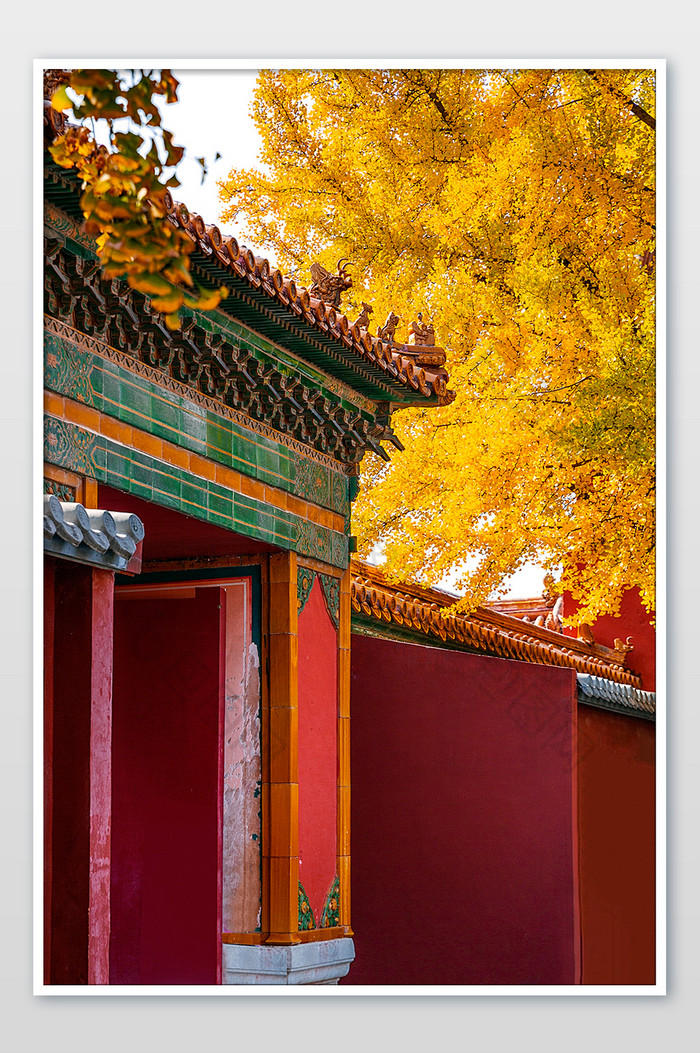 银杏树下的北京故宫红墙