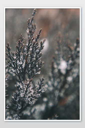大雪雪花冰晶覆盖的植物图片