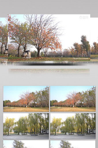 唯美 秋季 自然公园 枫树 落叶图片