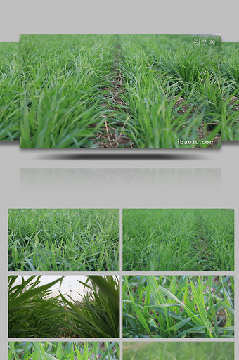 绿油油的小麦全高清视频素材元素图片