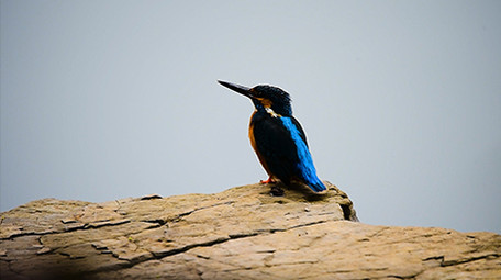 大自然动物实拍翠鸟乌鸫褐翅鸦雀实拍视频