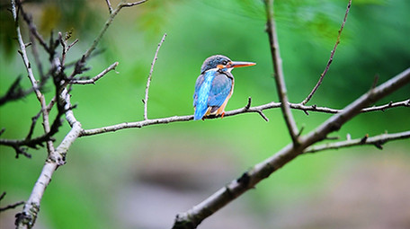 大自然动物实拍翠鸟乌鸫褐翅鸦雀实拍视频