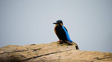 大自然动物实拍翠鸟乌鸫褐翅鸦雀实拍视频