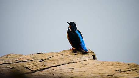 大自然动物实拍翠鸟乌鸫褐翅鸦雀实拍视频